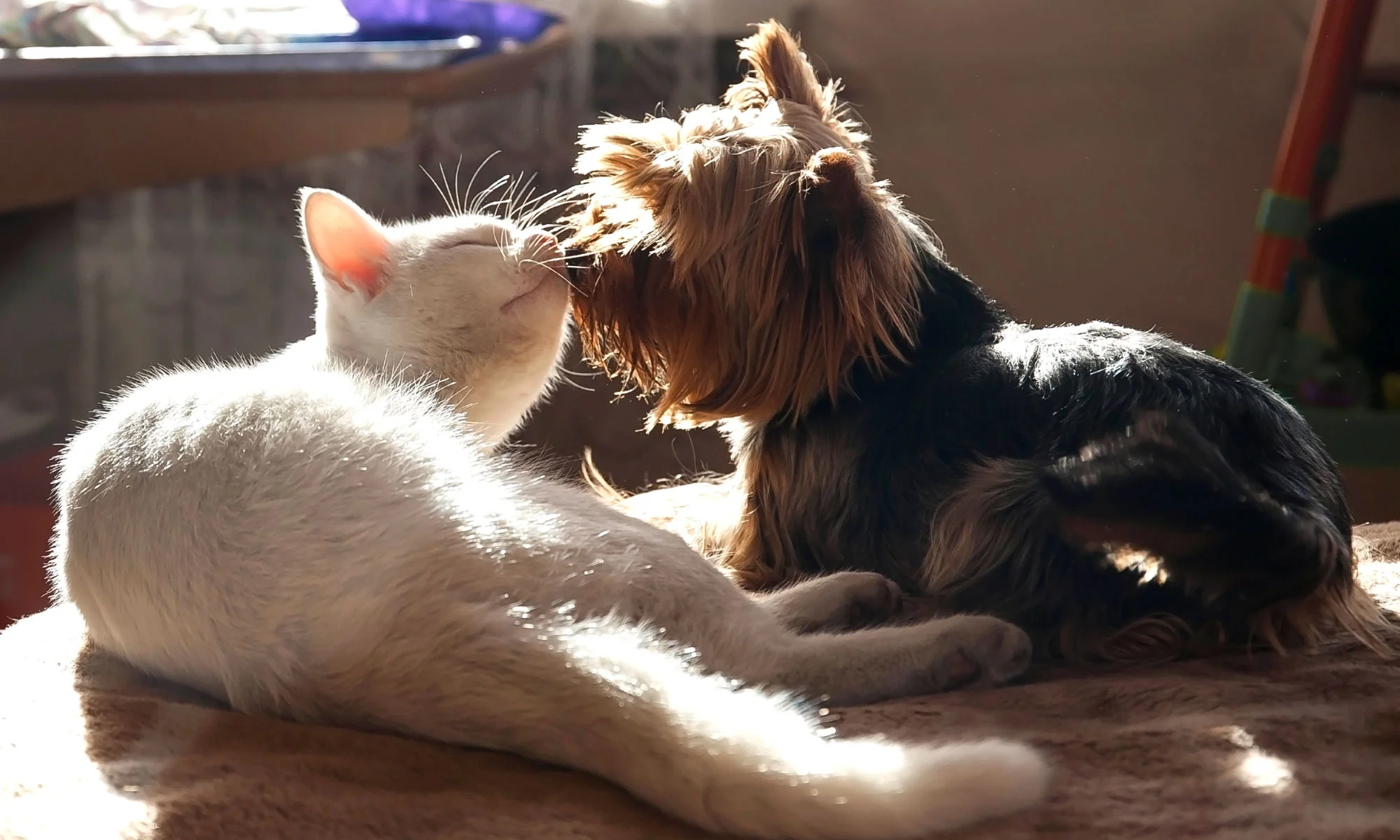 Pet insurance excess