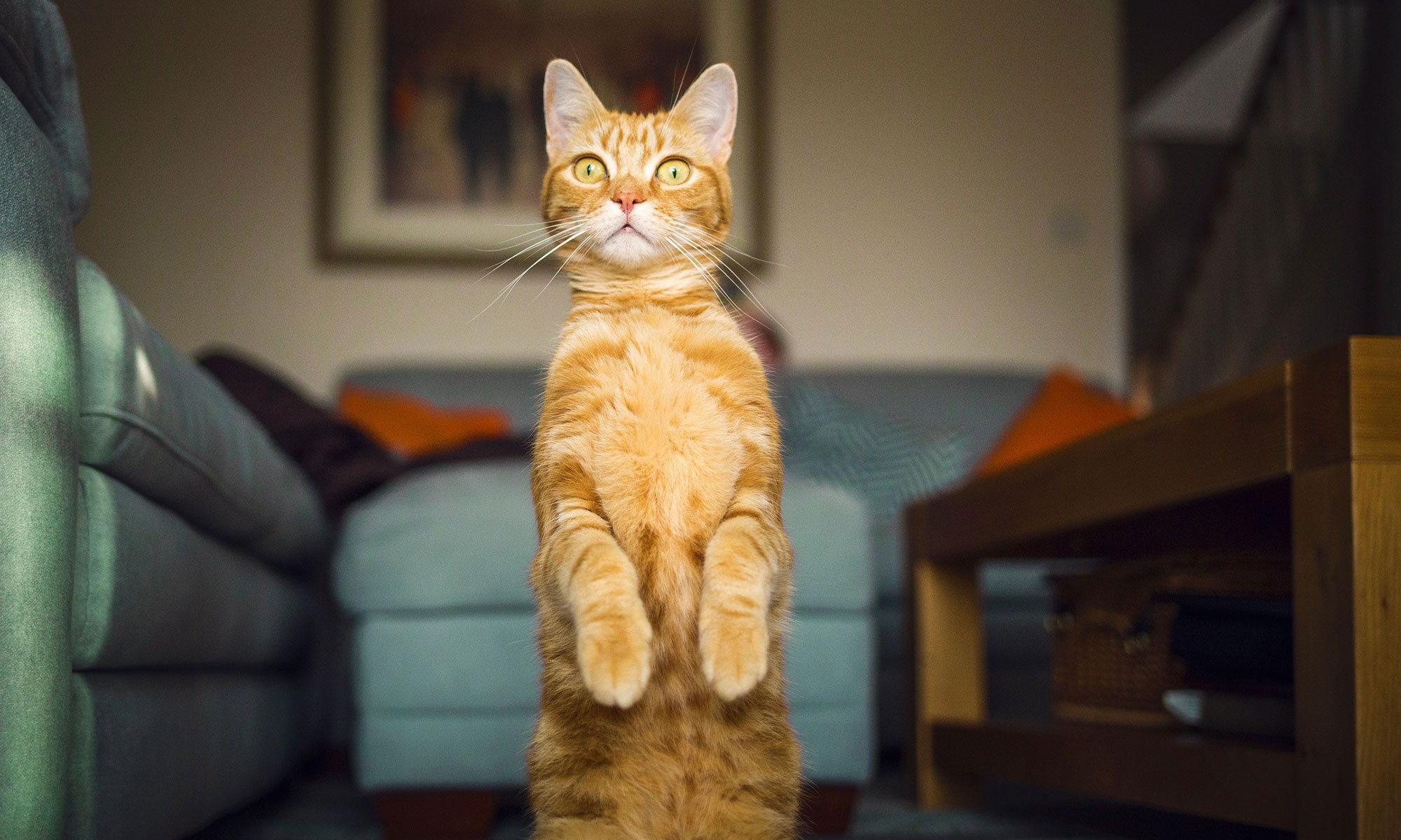 Ginger cat sitting up with paws raised in the living room