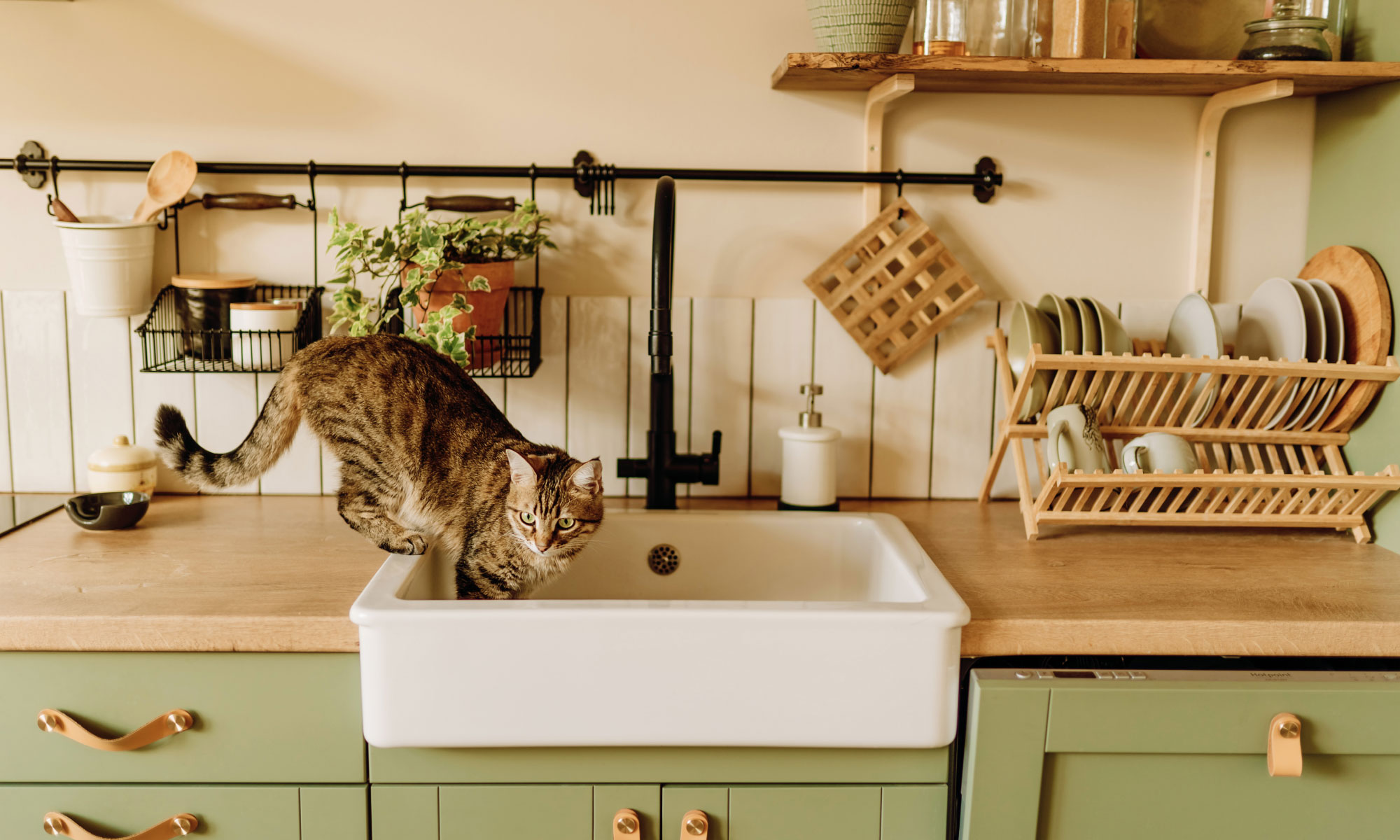 Adult tabby cat climbing into the sink in an olive green kitchen.